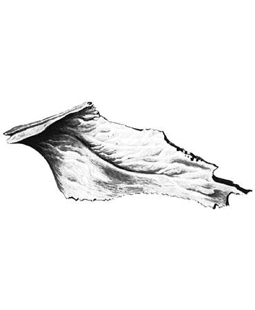 Сошник (vomer)